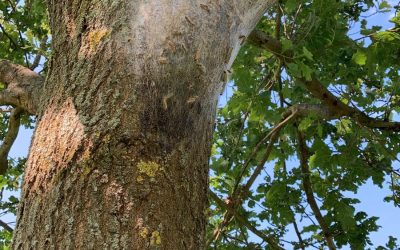 ACHTUNG: Eichenprozessionsspinner auf der Anlage